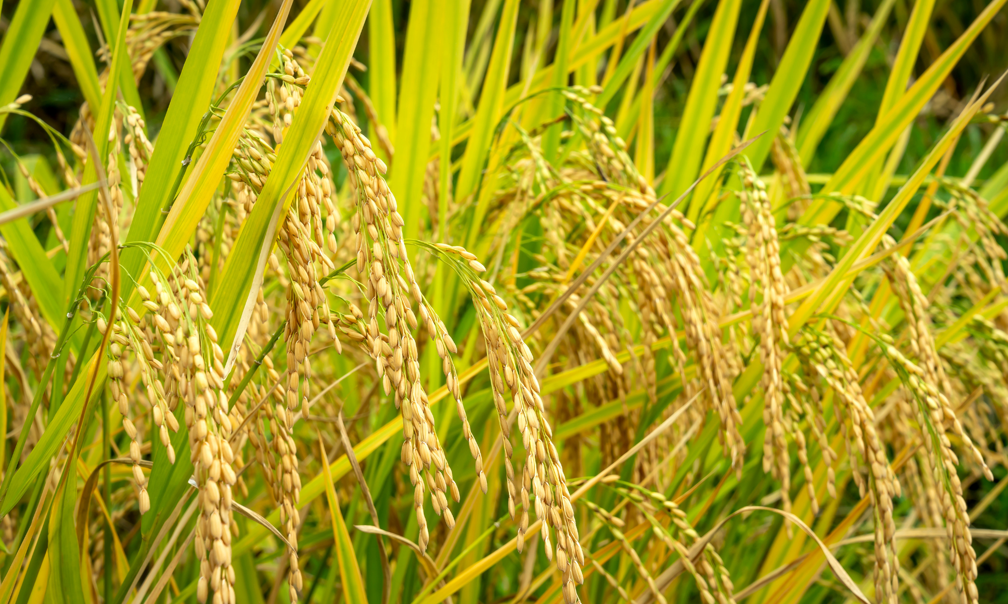 Prabowo Optimis Indonesia Bebas Impor Beras pada 2025