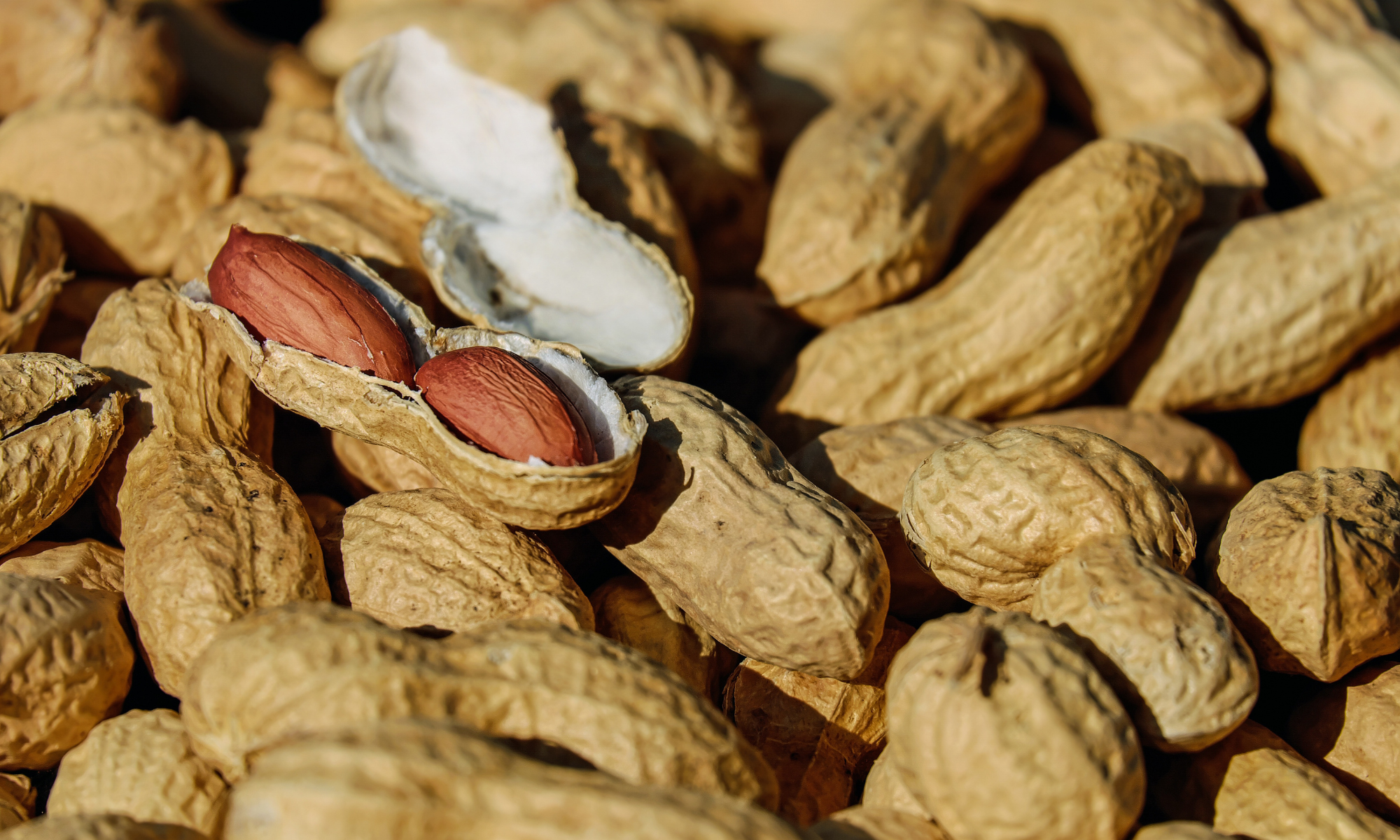 Kacang: Manfaat Kesehatan di Balik Rasa Gurihnya