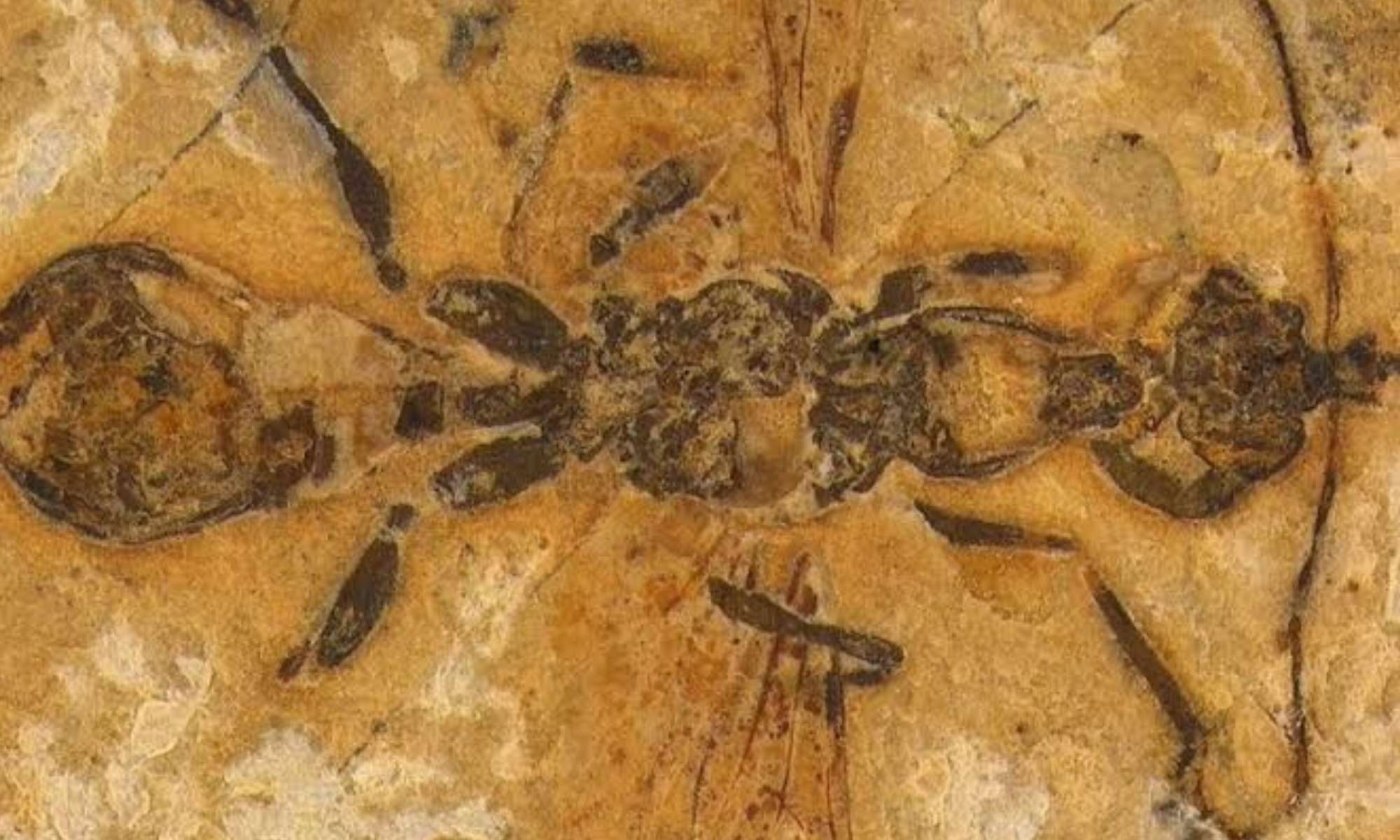 Semut dari Neraka? Fosil Unik Berusia 113 Juta Tahun Bikin Ilmuwan Tercengang