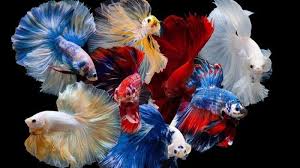 Baru Pelihara Cupang? Ini Cara Merawatnya agar Hidup Lama dan Warnanya Makin Cerah