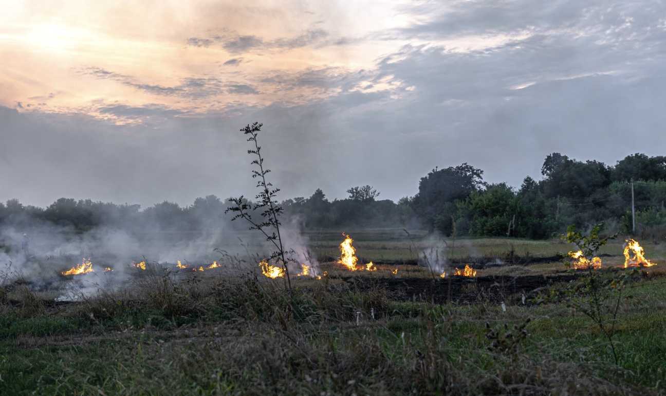 Penggerebekan Besar: Polisi Musnahkan 51,75 Ha Ladang Ganja di Kabupaten Gayo Lues, Aceh