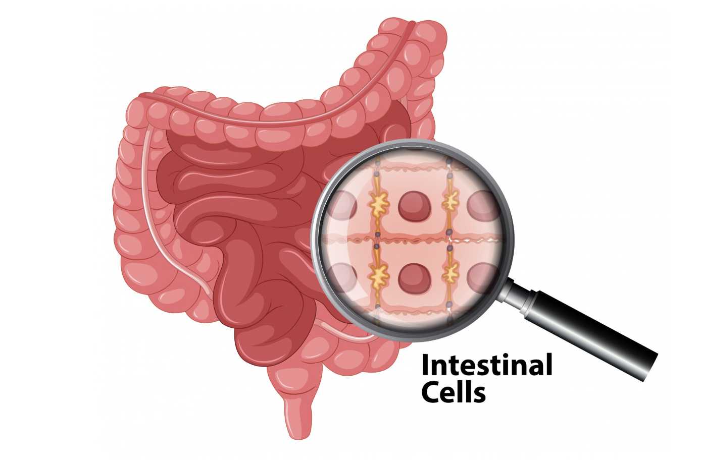 Mitos Usus Kotor Viral di Medsos, Dokter Tegaskan Fakta Medisnya