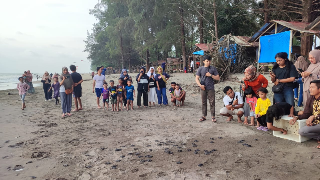 Pelepasan Tukik Penyu Hijau Di Pantai Pasir Jambak Padang Sumbar