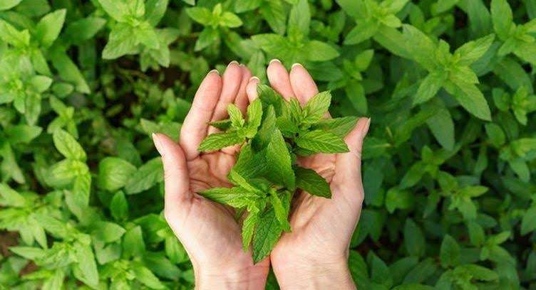 Berbagai Manfaat Daun Mint Bagi Kesehatan Tubuh