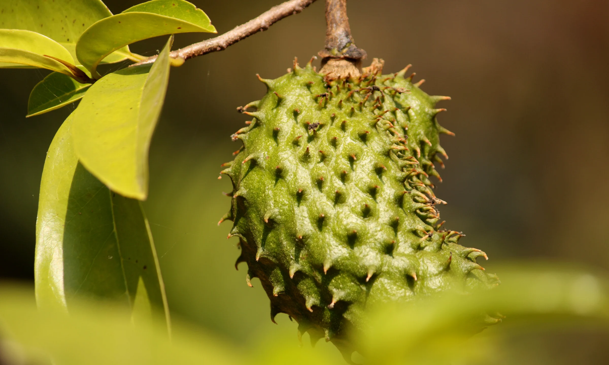 10 Manfaat Luar Biasa Daun Sirsak: Dari Menjaga Tekanan Darah hingga Mengatasi Insomnia