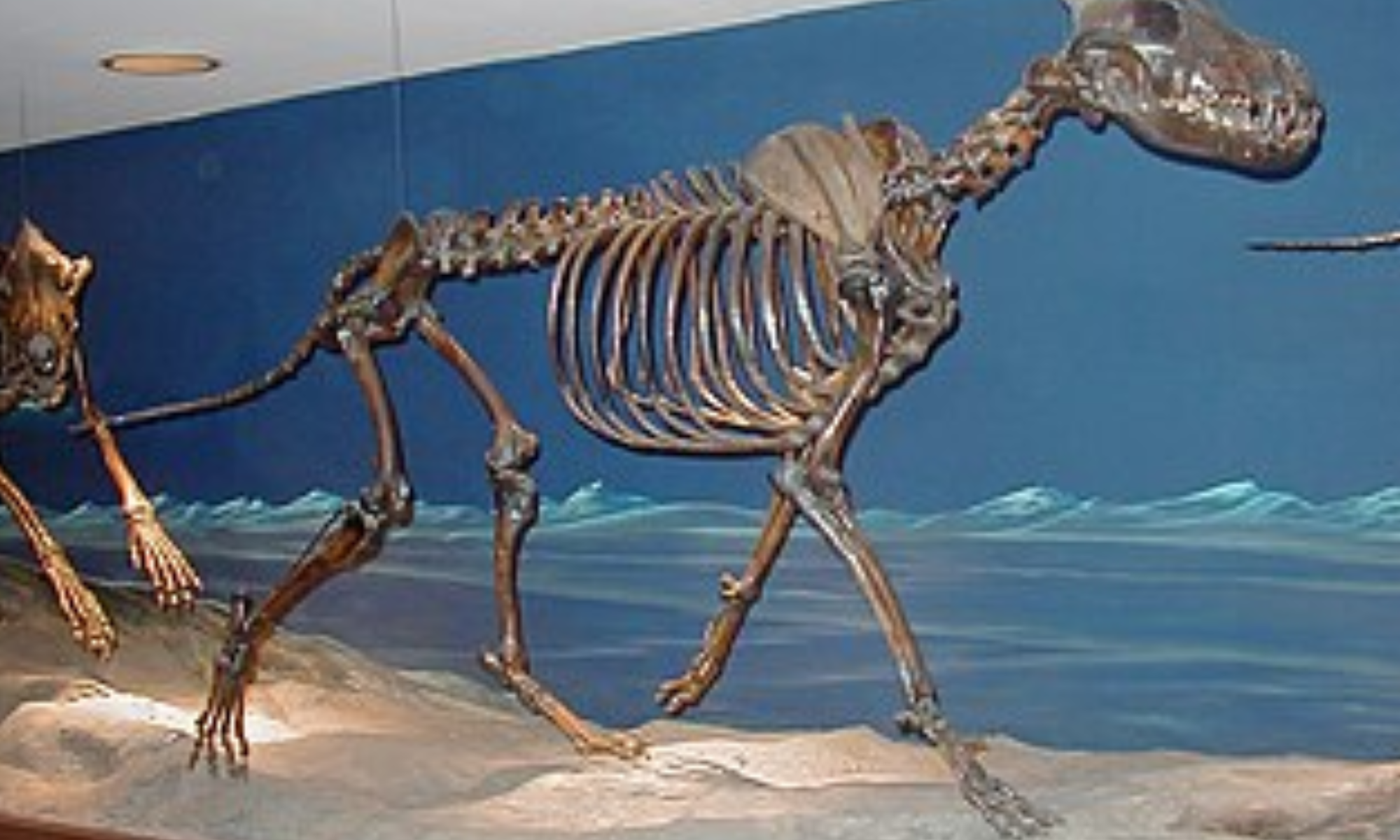 Serigala Purba Dire Wolf â€œBangkit dari Kuburâ€ Setelah 10.000 Tahun: Fakta atau Fiksi Ilmiah?