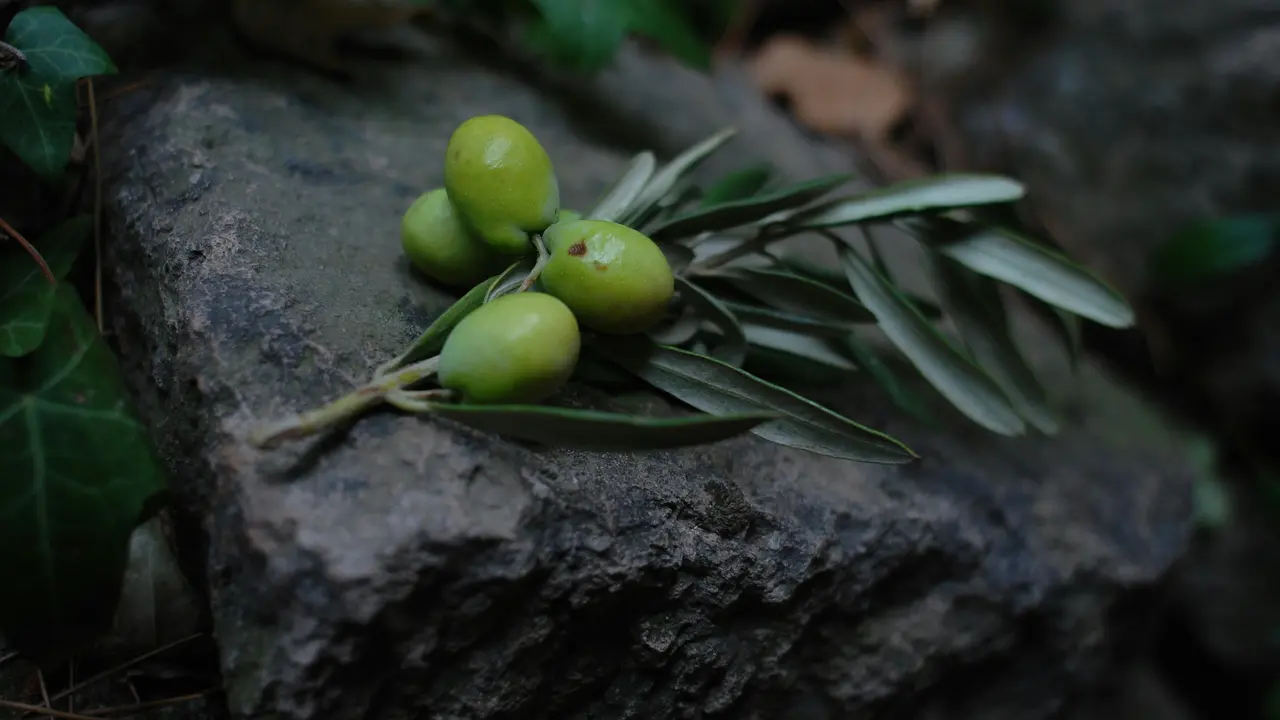 â€œ10 Plusâ€‘Minus Minyak Zaitun untuk Rambut: Kilau Alami vs Risiko Tersembunyiâ€