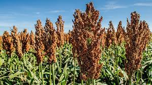 Bisa Jadi Nutrisi, Ini Khasiat dan Manfaat Sorgum