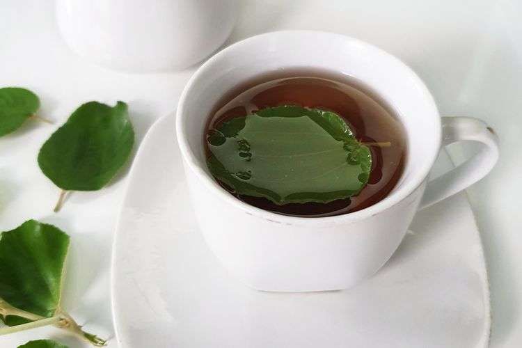 Daun Bidara Ternyata Penuh Manfaat untuk Kesehatan