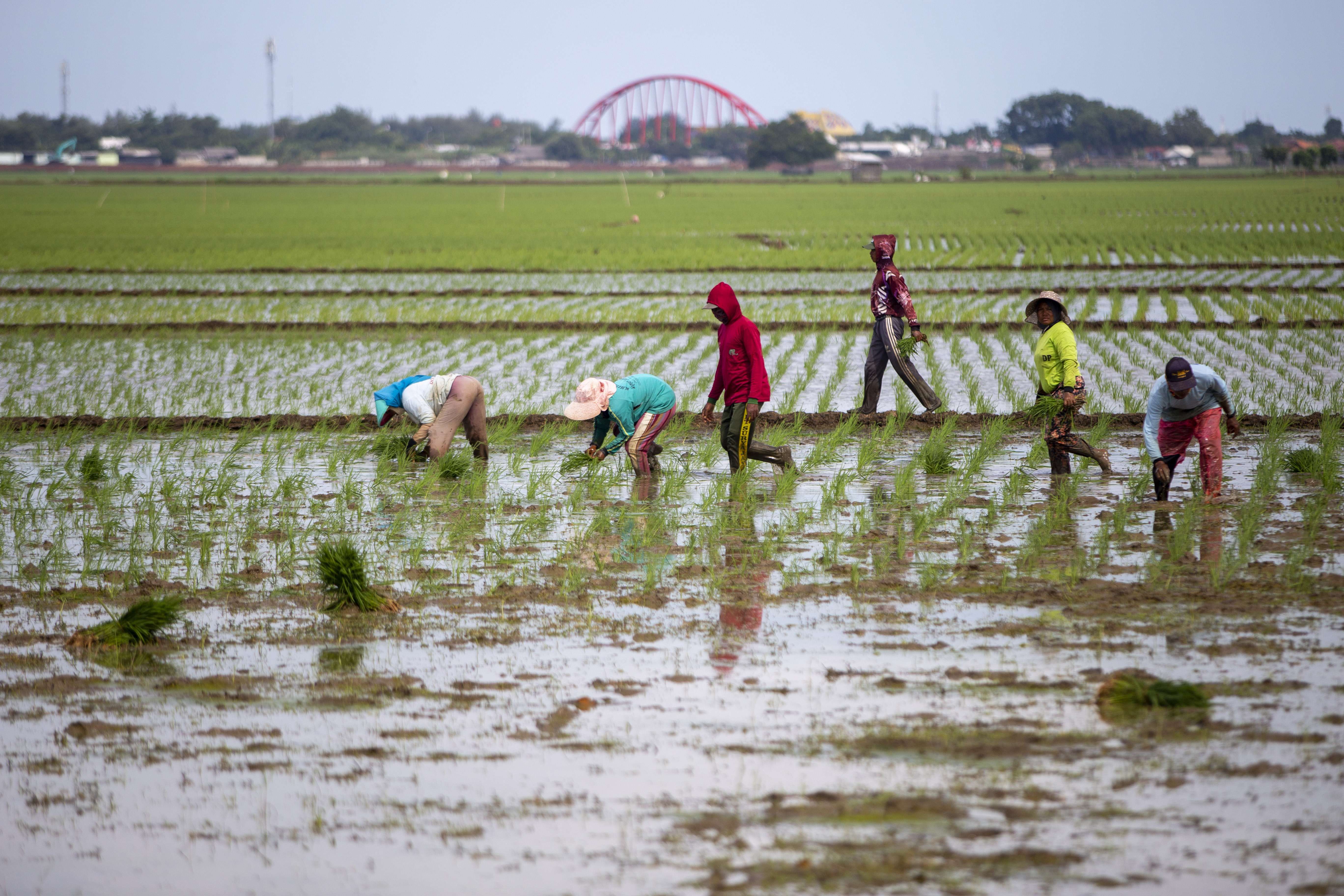 Pemerintah Inginkan Penyediaan Beras dari Dalam Negeri