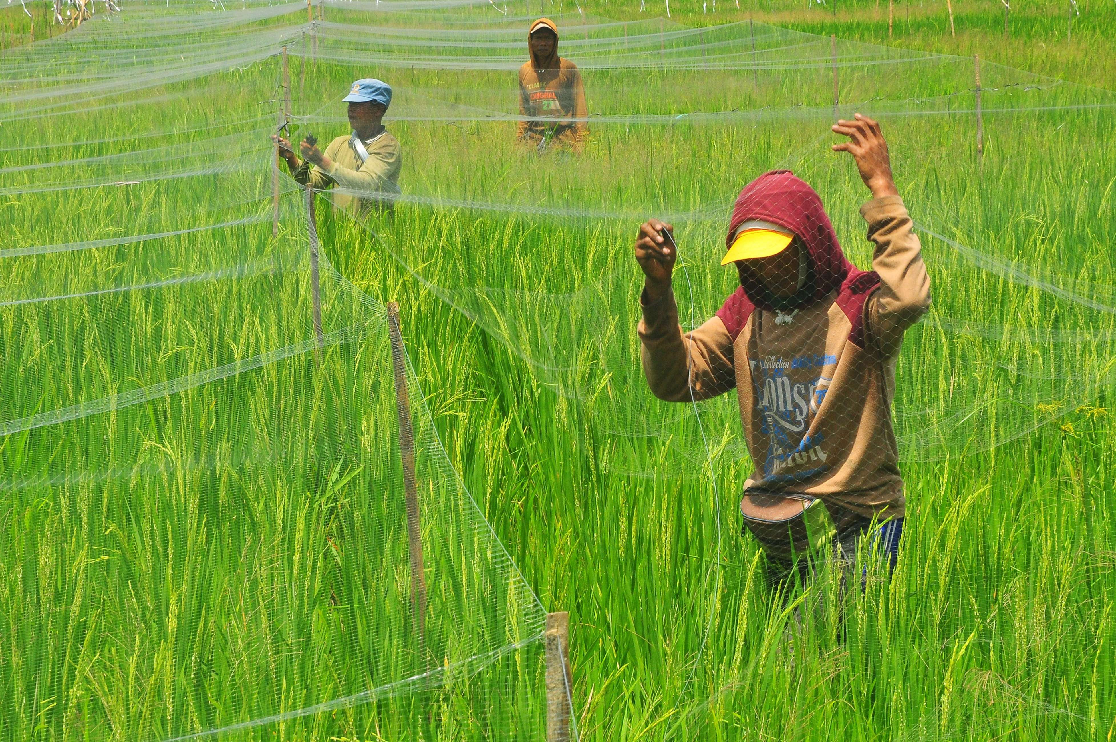 BPS Perkirakan Surplus Produksi Beras Baru Terjadi Maret