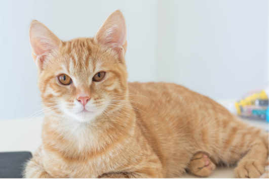 Alasan Kenapa Kucing Perlu Konsumsi Makanan Basah