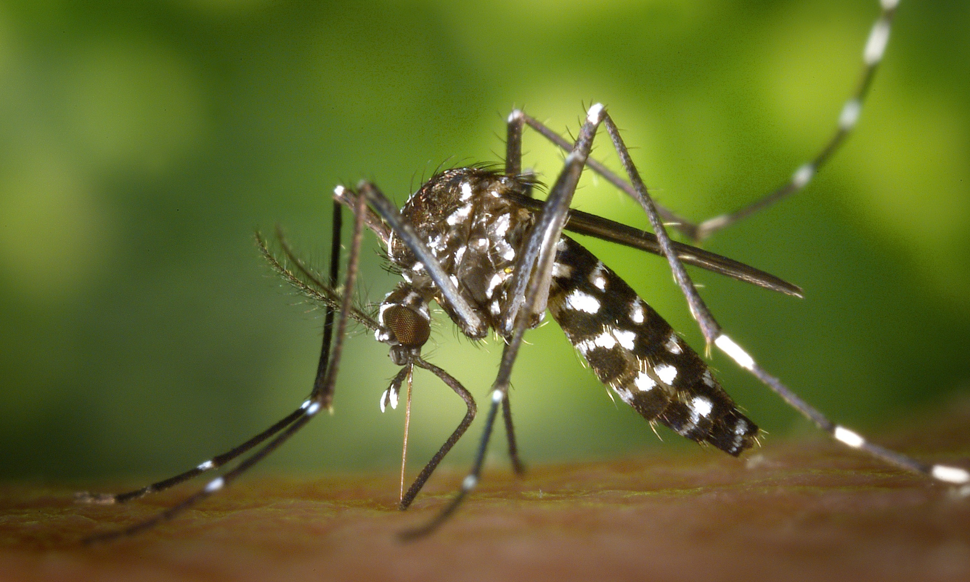 Menkes Jelaskan Tantangan Eliminasi Malaria di Papua