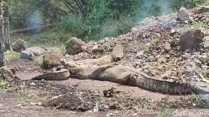 Penangkaran Buaya Muara Di Cianjur Lepas? 80 Buaya Ganas Membuat Kepanikan Warga!