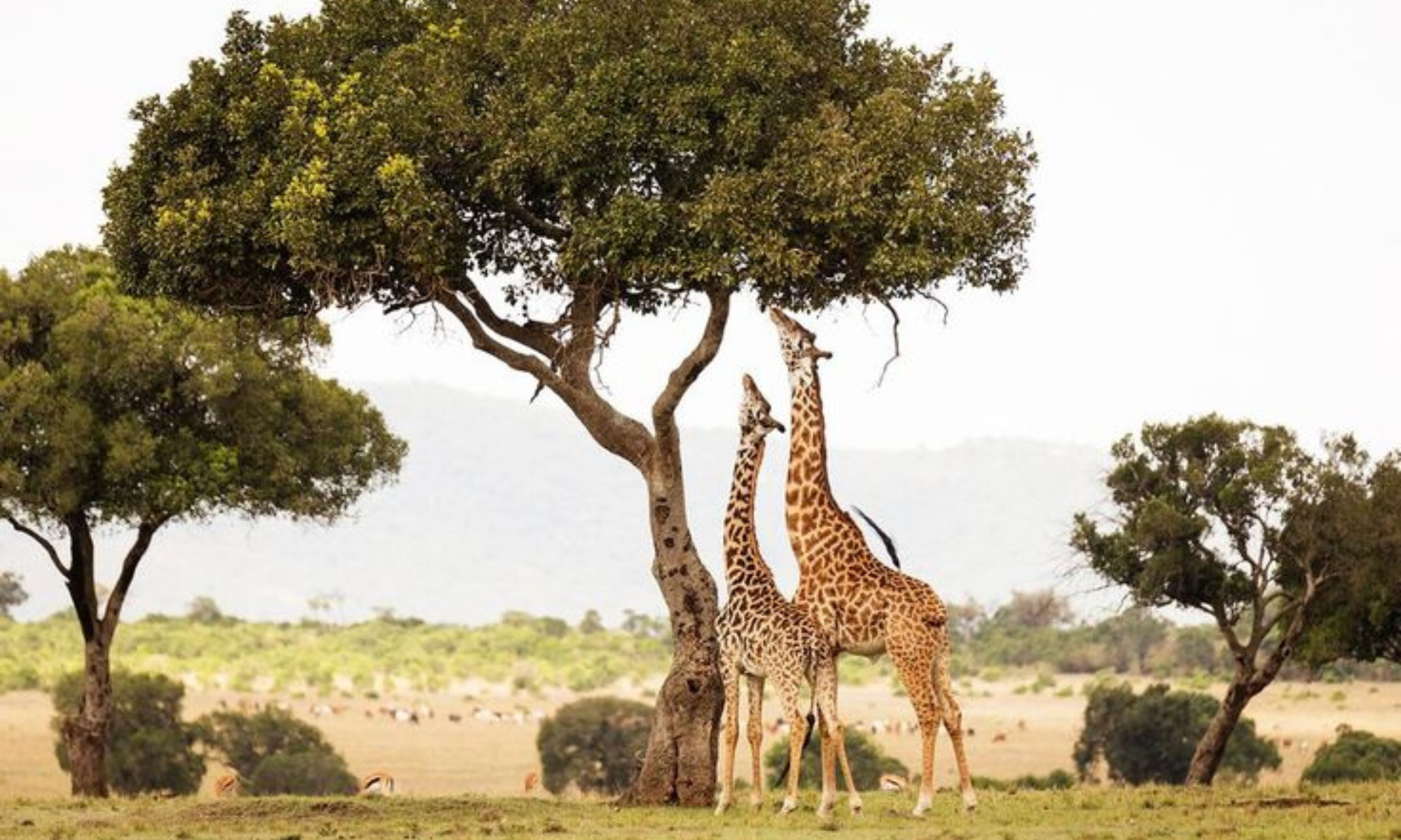 Jerapah Masuk Daftar Spesies Terancam Punah di Amerika Serikat