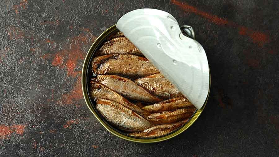 Kementerian Kelautan Usul Ikan Kaleng Jadi Menu Makan Bergizi Gratis