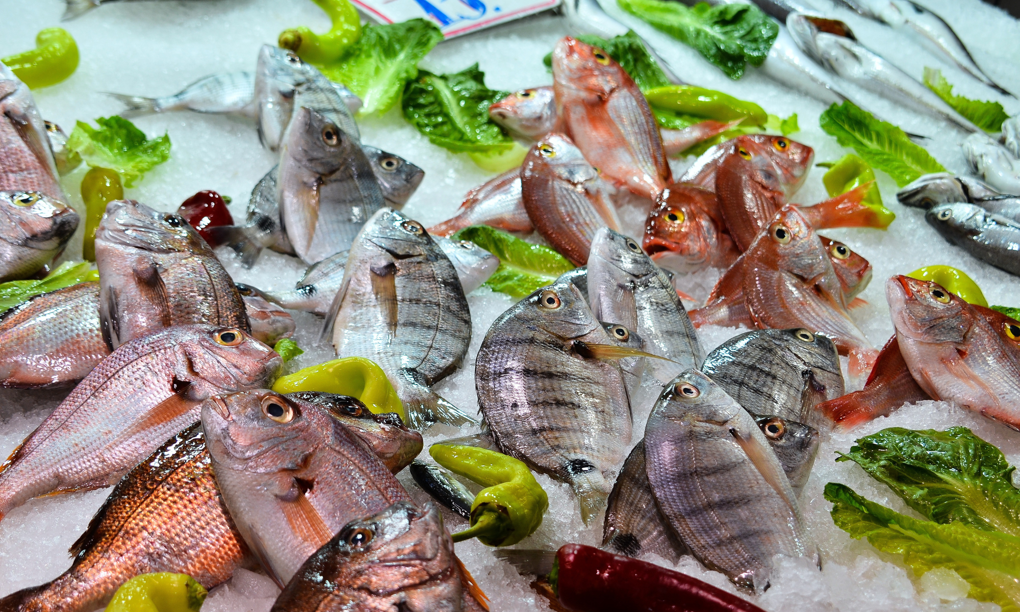 10 Jenis Ikan Bermerkuri Tinggi yang Harus Dihindari untuk Kesehatan Tubuh