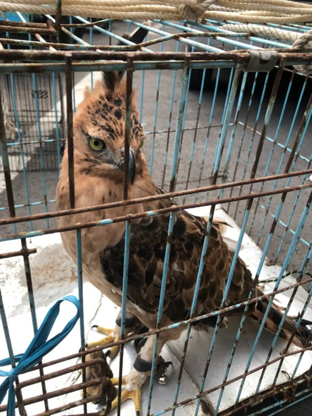 Jual Burung Garuda Lewat TikTok, Pria Brebes Terancam 15 Tahun Penjara &amp; Denda Rp5 Miliar!