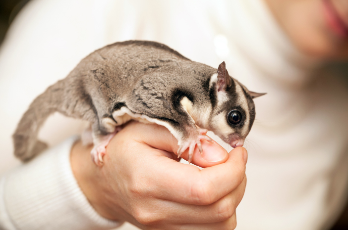Baru Pelihara Sugar Glider? Ini Panduan Wajib untuk Pemula