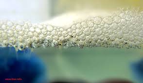 Pakan Alternatif Burayak Ikan Cupang Agar Cepat Besar