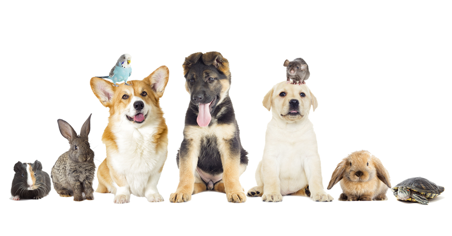 10 Hewan Peliharaan Terbaik untuk Tinggal di Apartemen