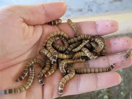 Prospek Bisnis Ulat Jerman: Peluang Untung yang Menjanjikan