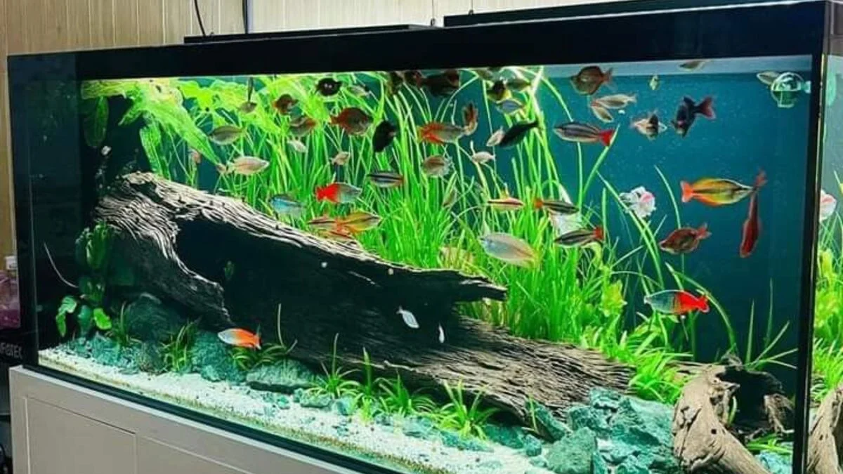 Panduan Lengkap Memilih Akuarium untuk Ikan Hias