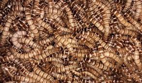 Inovasi Produk Olahan Ulat Jerman sebagai Sumber Protein Masa Depan