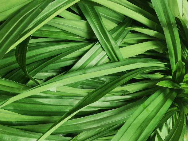 7 Manfaat Daun Pandan untuk Kesehatan: Turunkan Tekanan Darah hingga Kolesterol