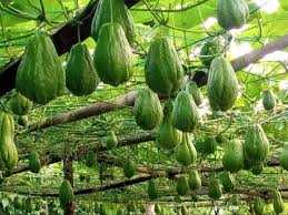 Cara Menanam Buah Labu Siam yang Mudah untuk Pemula