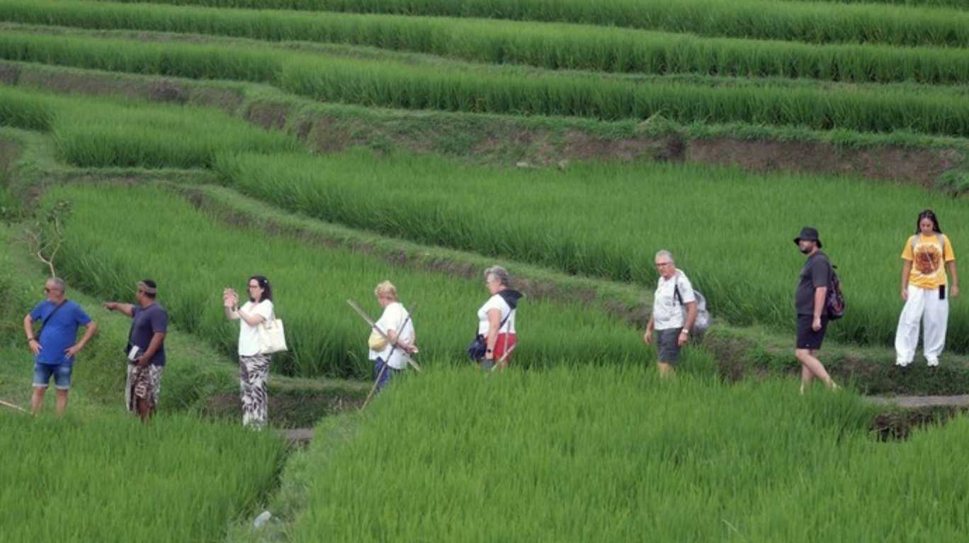 Desa Jatiluwih Bali, Sawah Terasering Ikonik Warisan Dunia UNESCO