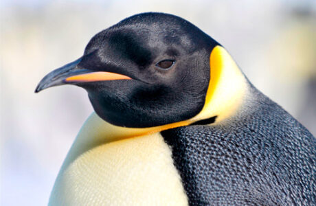 Tragis, Ribuan Penguin Mati Akibat Mencairnya Es di Kutub