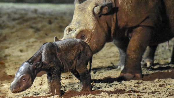 Kabar Gembira! Telah Lahir Bayi Badak Sumatra di Way Kambas