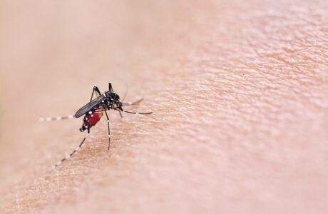Mulai Musim Hujan, Waspadai Lonjakan Nyamuk Demam Berdarah!