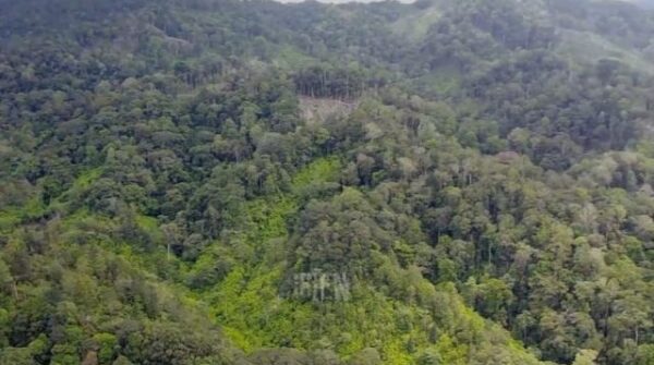 Pembalakan Liar di Hutan TNKS Merajarela