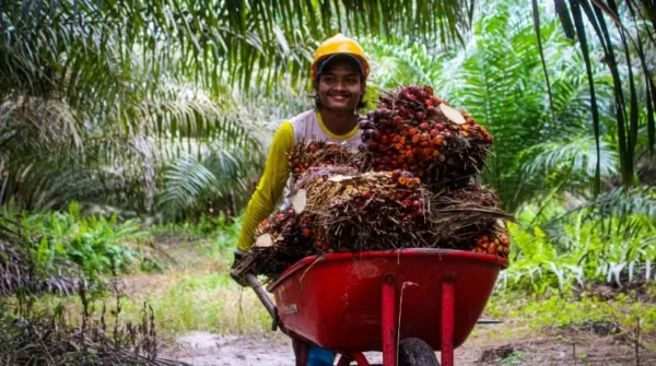 Harga Sawit di Jambi Sepekan ke Depan Naik Tipis