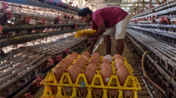 Pakan Jagung Naik, Harga Ayam dan Telur Meroket