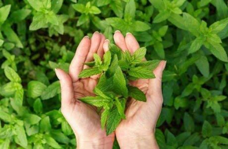 Berbagai Manfaat Daun Mint Bagi Kesehatan Tubuh