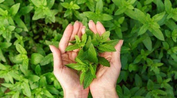 Berbagai Manfaat Daun Mint Bagi Kesehatan Tubuh