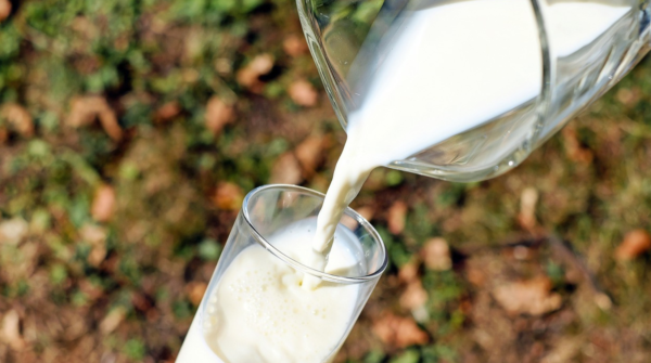 Bahaya Minum Susu Mentah, Cek Faktanya!