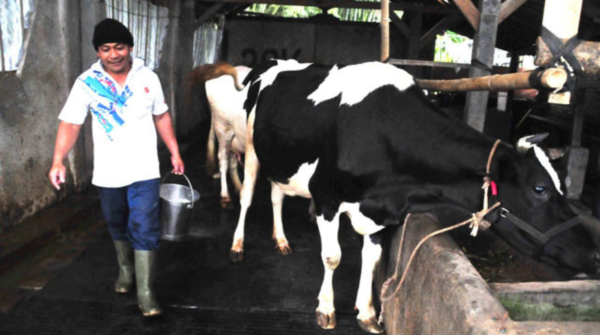 Viral! Peternak Susu di Pasuruan dan Boyolali Terpaksa Buang Ratusan Ton Susu, Ini Penyebabnya