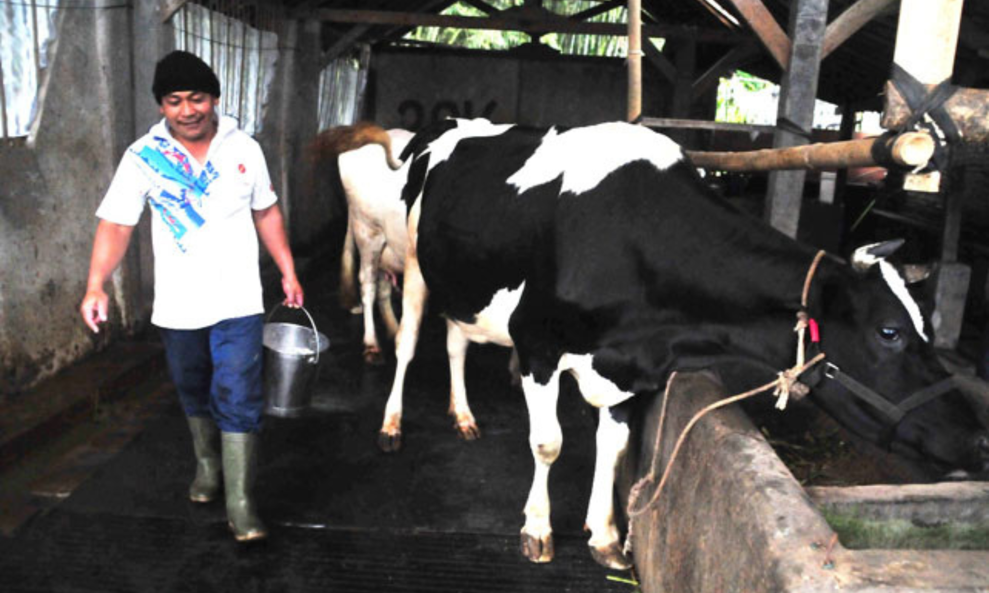 Viral! Peternak Susu di Pasuruan dan Boyolali Terpaksa Buang Ratusan Ton Susu, Ini Penyebabnya