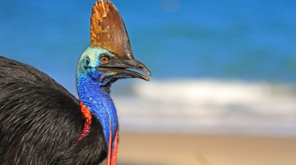 5 Burung ini Dianggap Paling Berbahaya di Dunia