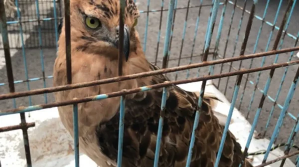 Jual Burung Garuda Lewat TikTok, Pria Brebes Terancam 15 Tahun Penjara & Denda Rp5 Miliar!