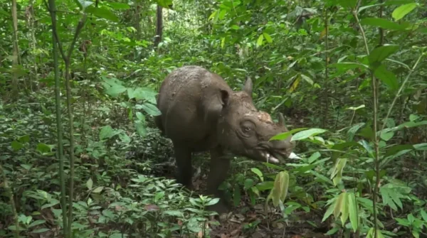 Misi Penyelamatan Pari: Badak Kalimantan