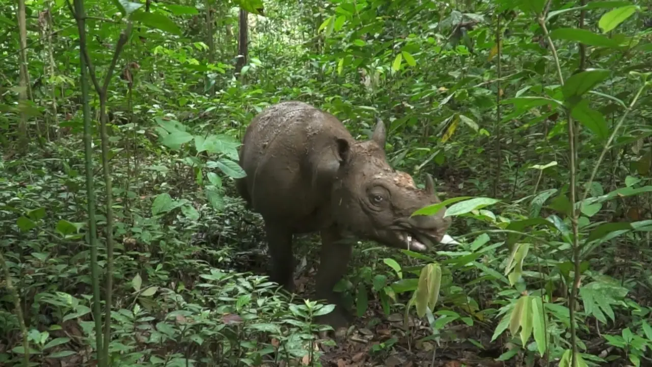 Misi Penyelamatan Pari: Badak Kalimantan