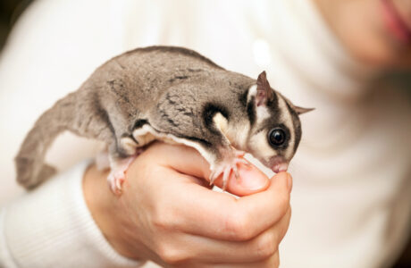 sugar glider