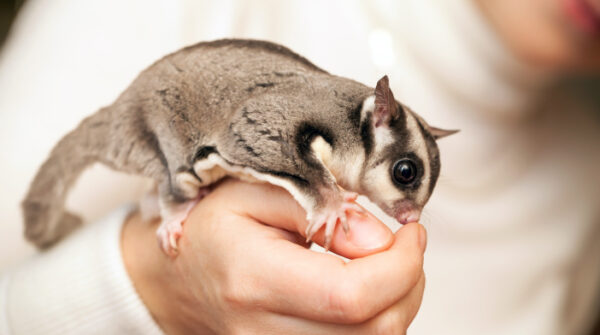 sugar glider