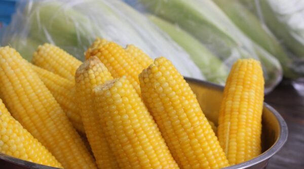 jagung