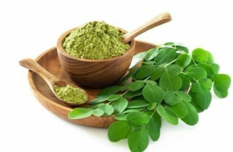 Ilustrasi Daun Kelor